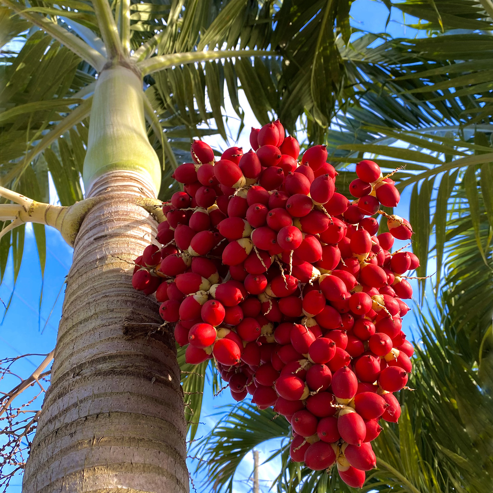 Red berries in a palm tree