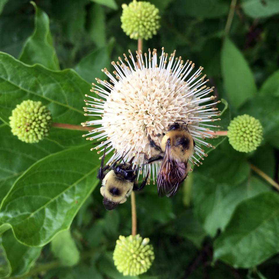 Bees on a spiky flower